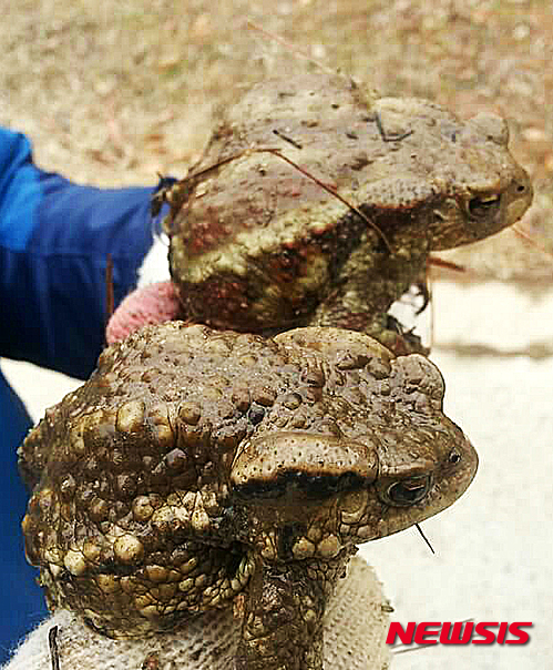 【청주=뉴시스】인진연 기자 =  두꺼비 산란지인 충북 청주시 오송읍 오송생명과학산업단지 내 자연 습지에서 지난 19일 환경단체인 '두꺼비 친구들'이 성체 두꺼비가 산란을 위해 이동하는 모습을 올해 처음으로 포착했다.  2016.02.21. (사진='두꺼비 친구들' 제공)    photo@newsis.com