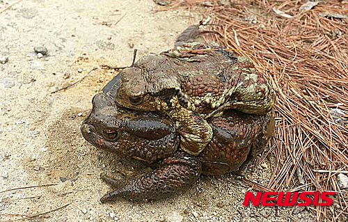 【청주=뉴시스】인진연 기자 =  두꺼비 산란지인 충북 청주시 오송읍 오송생명과학산업단지 내 자연 습지에서 지난 19일 환경단체인 '두꺼비 친구들'이 성체 두꺼비가 산란을 위해 이동하는 모습을 올해 처음으로 포착했다. 사진은 수컷 두꺼비가 짝짓기를 위해 암컷 두꺼비 등에 올라타고 이동하고 있는 모습이다. 2016.02.21. (사진='두꺼비 친구들' 제공)    photo@newsis.com