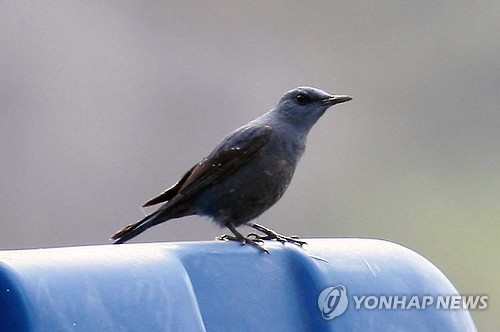 푸른바다 어린이집 이미지