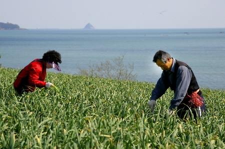 <사진> 남해군(군수 박영일)이 지역의 주요 소득 작물인 마늘의 품질 향상을 위해 '마늘종 수확 방법 개선 사업'을 올해 처음 도입했다.