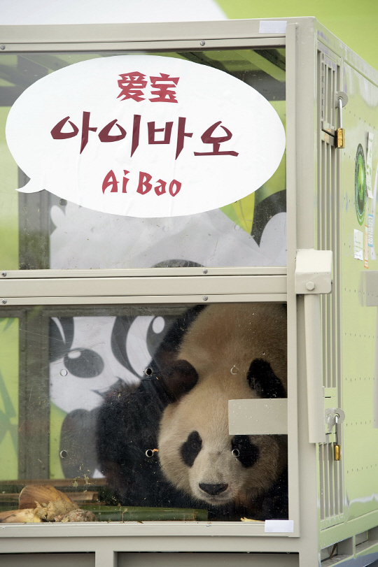 판다 이미지
