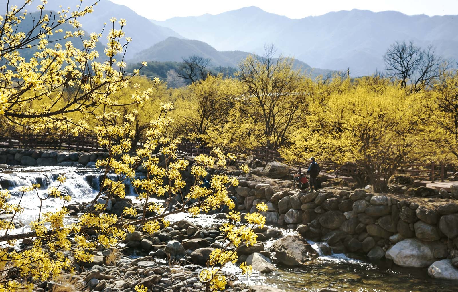 구례 산수유