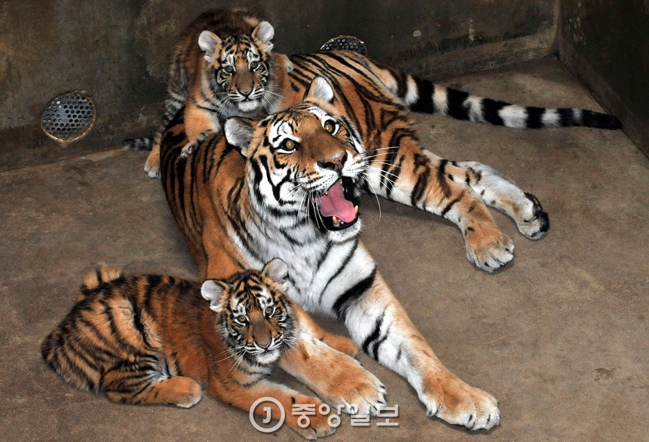 호랑이사진관 이미지