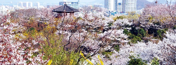 전남 목포 유달산 둘레길의 벚꽃