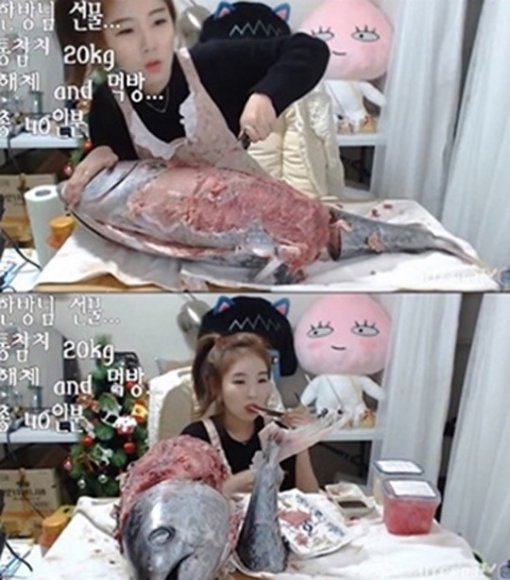 통참치 이미지