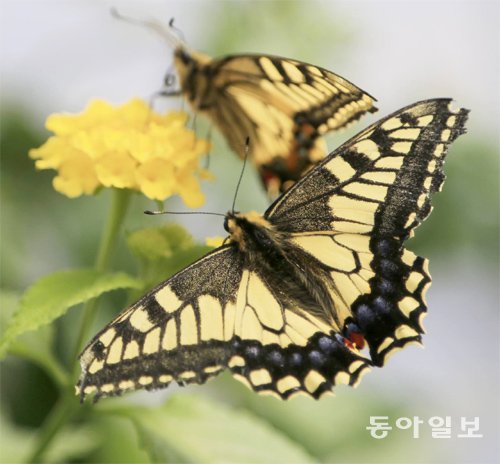나비 이미지