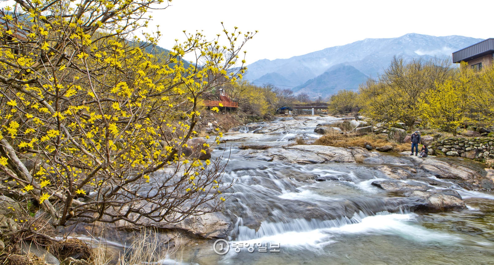 지난 8일 전남 구례 산동면 반곡마을의 풍경. 당곡계곡을 따라 반곡마을 곳곳에 산수유꽃이 피었다. 구례 산수유꽃은 이번 주말 절정에 이를 것으로 예상된다.