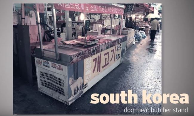 치치 이미지