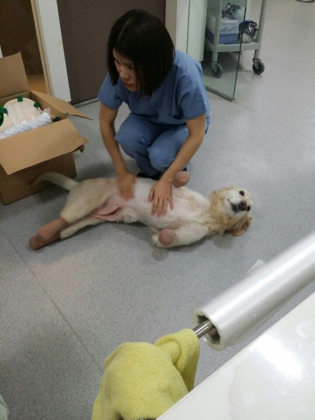 치치 이미지