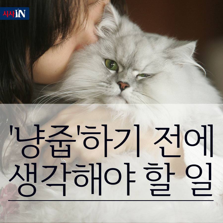 [카드뉴스] '냥줍'하기 전에 생각해야 할 일 - 시사INLive