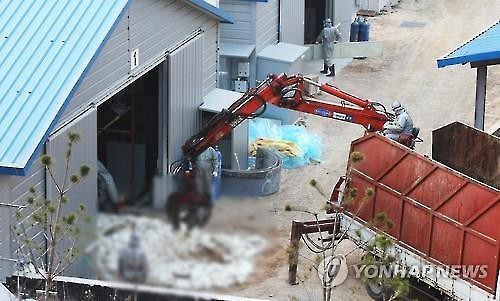 이천 종오리 농장서 AI 발생..경기도 오리류 '이동중지명령'(종합) - 연합뉴스
