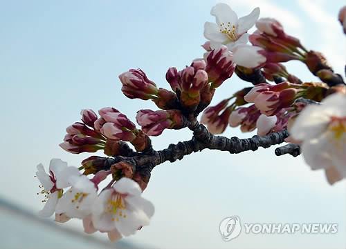 벚꽃길 이미지
