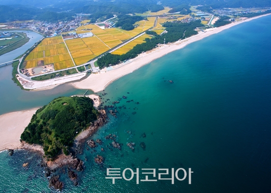 유채네일 이미지