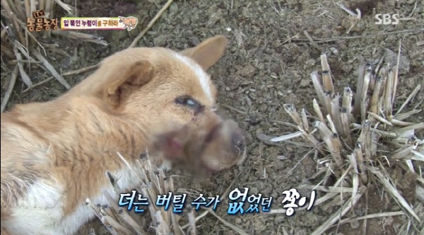 동물농장 이미지