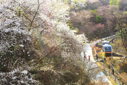 곤지암화담숲_16년봄오픈__IMGL5879_벚꽃