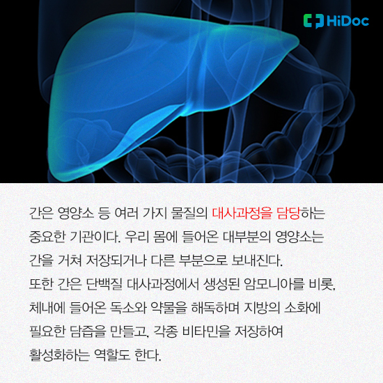간은 대사과정을 담당하는 중요한 기관