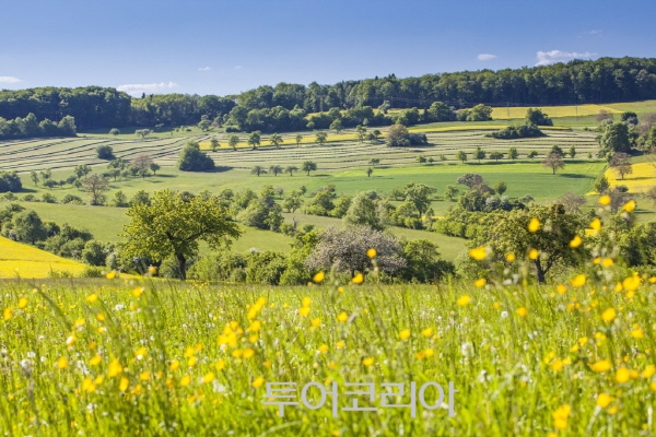 초목 이미지