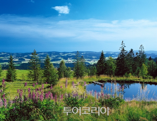 초목 이미지