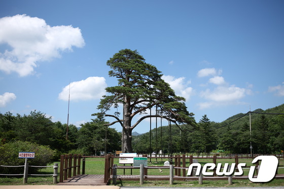 정부 '정이품송' 보호 기준 마련..충북도 '웃음' - 뉴스1