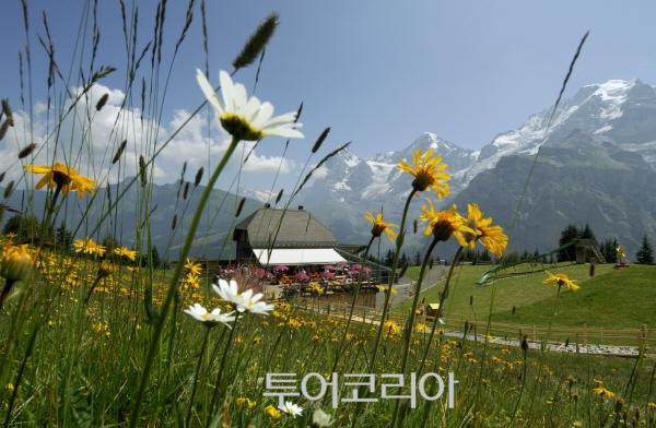 봄날 이미지