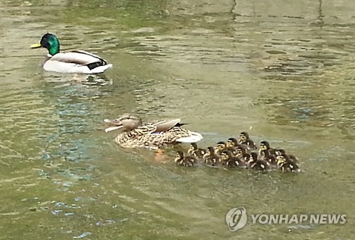 청둥오리 이미지