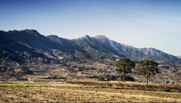 [월간산]평사리 들의 (일명) 부부송.  뒤로 형제봉이 보인다.