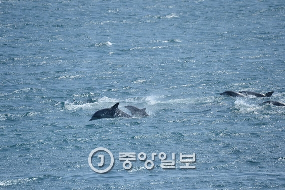 삼팔이 이미지