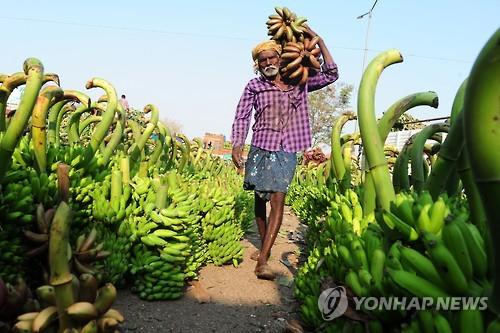 바나나 시듦병 호주에 확산..바나나 수출산업 빨간불 - 연합뉴스