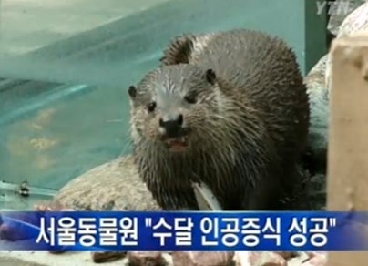 해달 이미지