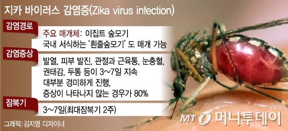 국내 지카 감염자 3명으로.. 해외여행 '각별 주의' 필요 - 머니투데이