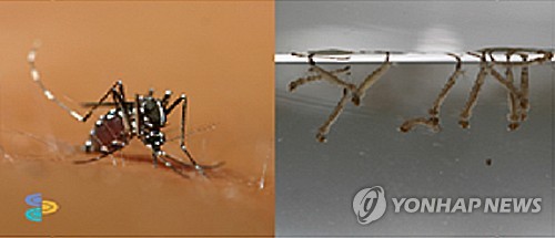 흰줄숲모기 올해 국내서 첫 발견     (세종=연합뉴스) 안정원 기자 = 질병관리본부는 서귀포와 진주, 청주에서 지카바이러스 매개체로 알려진 흰줄숲모기가 처음 확인됐다고 29일 밝혔다.     3월부터 전국 39개 조사지점에서 실시 중인 전국 모기분포조사 결과 발견된 흰줄숲모기는 3월 말 알에서 깨어나 5월부터 성충모기가 되어 10월까지 활동한다. 흰줄숲모기 성충(왼쪽)과 유충 자료사진. [질병관리본부 제공]