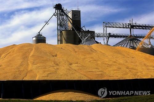 미국 농장에서 수확한 옥수수 [AP=연합뉴스 자료사진]