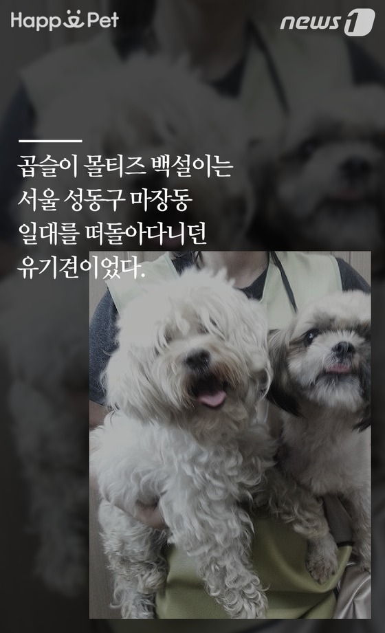 백설세탁소 이미지