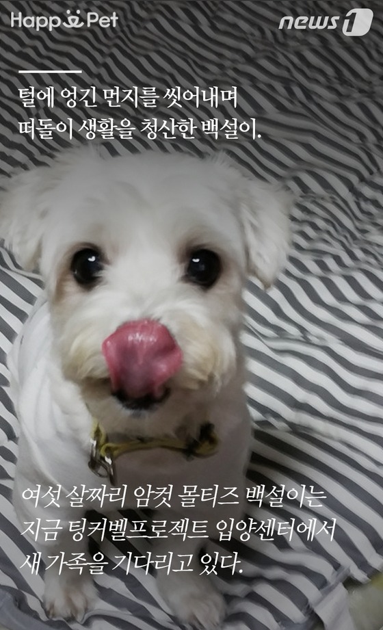 백설세탁소 이미지