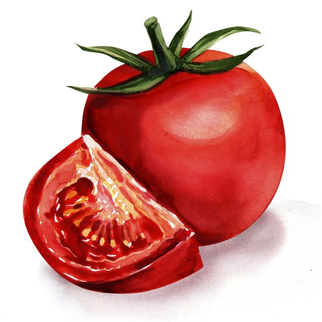 태양과 대지를 먹고 빨갛게 익은 제철 토마토를 베어 물면 무궁무진한 맛이 한 입에 터져 나온다. 게티이미지뱅크