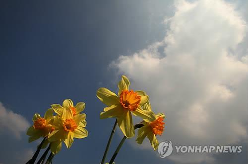수선화 이미지