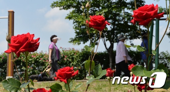 장미꽃사이로 이미지