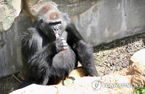 고릴라1978 이미지