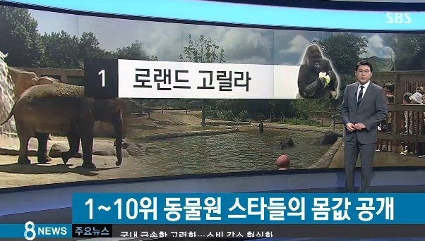 고릴라1978 이미지
