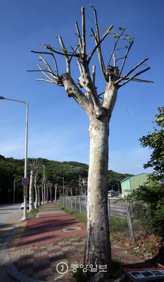 가로수사진관 이미지