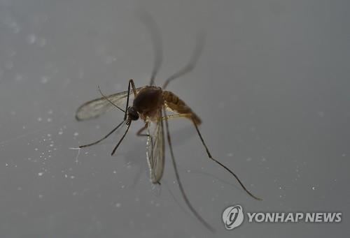 지카 바이러스, 남미에서 아프리카까지 확산(종합) - 연합뉴스