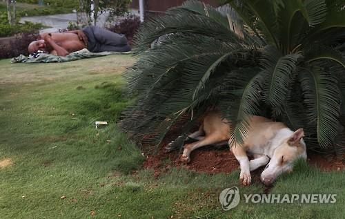 20일 인도 하이데라바드에서 떠돌이 개가 나무 아래에서 자고 있다.(AP=연합뉴스)