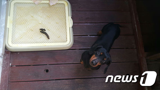 코야 이미지