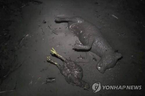 화산재를 뒤집어쓴 채 죽은 가축들 [AP=연합뉴스]