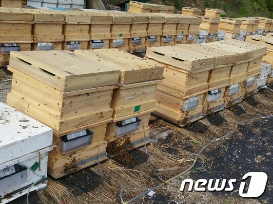꿀벌잡는 외래해충에 500여 양농가 피해..정부