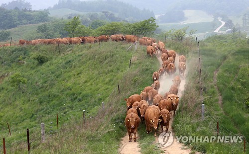 대관령초원 이미지