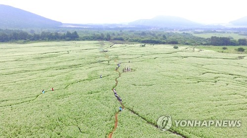 제주메밀영농조합법인 이미지