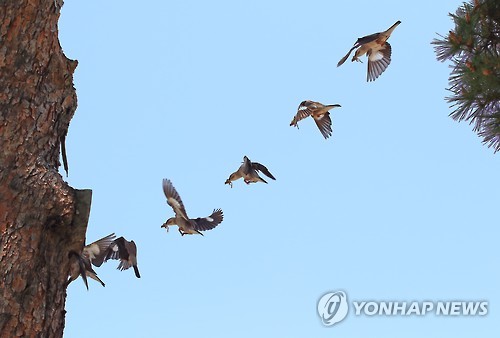 '바쁘다 바빠'..쉴 틈없는 붉은부리찌르레기 모정 - 연합뉴스