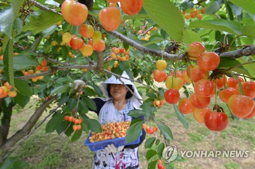 친환경체리 이미지