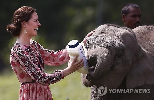 코끼리글로벌 이미지